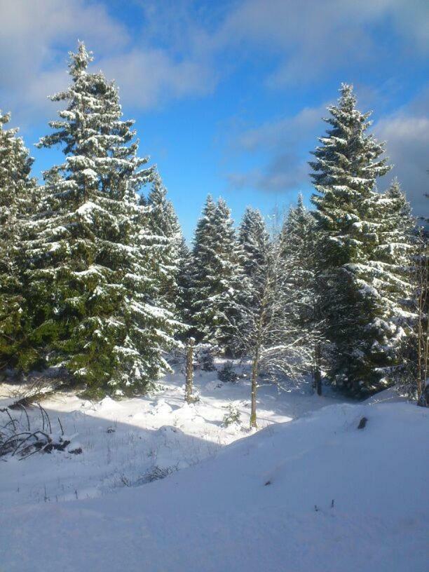 Kleine Auszeit Daire Braunlage Dış mekan fotoğraf